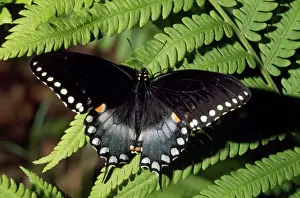 Black Swallowtail Butterfly Drucke: Black Swallowtail