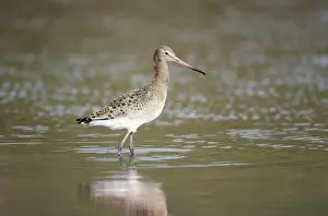 Chris Knights Photographer Drucke: Black Tail Godwit