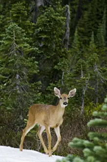 Tom Leeson Photography Drucke: Black-tailed Deer