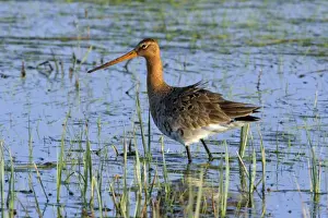 Schattennacken-Gans - auf einer überschwemmten Wiese, Neusiedler See Naturschutzgebiet Österreich