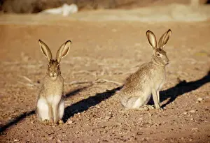 Drucke von KF-545 Schwarzhalsjackapfer Lepus californicus Kenneth W. Fink Bitte beachten Sie, dass die Drucke nur für persönliche Anzeigezwecke gedacht sind und nicht reproduziert werden dürfen Hase Drucke: Schwarzkopfjacklöwe