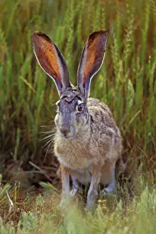 Tom And Pat Leeson Photos Drucke: Black-tailed Jackrabbit - In Grass. Mh207 California, USA