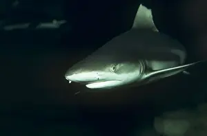 Carcharhinus Melanopterus Drucke: Black Tip Reef Shark