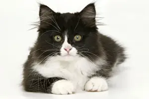 Feline Photography Prints Drucke: Black & White Cat