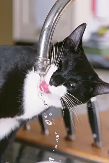Drucke von JD-17604 Schwarz und Weiß Katze - Trinkt aus dem Wasserhahn John Daniels Bitte beachten Sie, dass die Drucke nur für persönliche Anzeigenzwecke gedacht sind und nicht reproduziert werden dürfen Verwandte Bilder Drucke: Schwarzer und Weißer Katze, aus dem Wasserhahn trinkt
