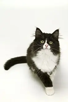 Jean Michel Labat Prints For Sale Drucke: Black & White Cat - looking up