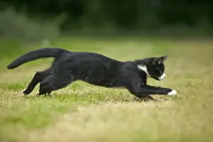 Personal Use Cat Pictures Drucke: Black and White Cat - running