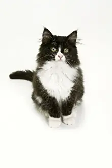 Feline Fine Art Prints Drucke: Black & White Cat - sitting in studio