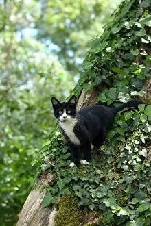 Jean Michel Labat Art Prints Drucke: Black and White Cat - in tree