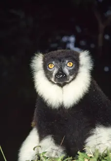 Black Ruffed Lemur Drucke: Black & White Ruffed Lemur