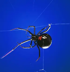 Insect Photography Prints Drucke: Black Widow Spider - spinning web