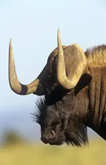 M Watson Photography Drucke: Black Wildebeest