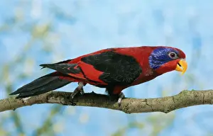 Tropical Parrot Species Drucke: Black-winged Lory