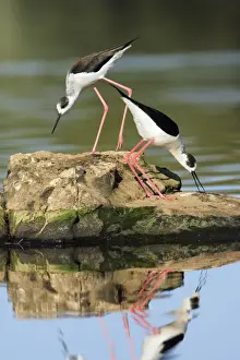 Wildlife Art Prints For Sale Drucke: Black-winged Stilt - pair displaying, Alentejo, Portugal