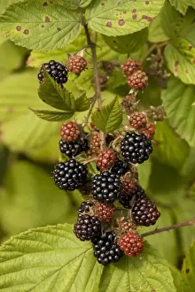 Blackberry Fruit Drucke: Blackberries in fruit