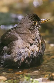 Drucke von CK-2025 Schwarzbirne Großbritannien Turdus merula Chris Knights Bitte beachten Sie, dass Drucke nur für persönliche Anzeigezwecke gedacht sind und nicht reproduziert werden dürfen Bilder Datiert 2006 Januar: Blackbird