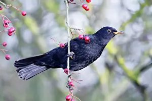 Drucke von Roy-454 Gemeine Schiefernackenrauke - Hängt an einem Heckenbusch, um Beeren zu erreichen Amsel Drucke: Blackbird
