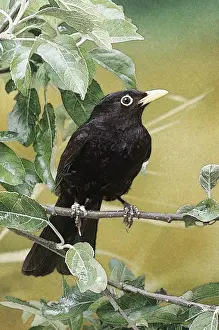 Personal Use Bird Prints Drucke: Blackbird - Perched on branch