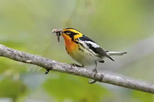Personal Use Bird Prints Only Drucke: Blackburnian Warbler