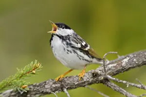 Personal Use Bird Prints Drucke: Blackpoll Warbler