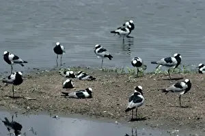 Wading Birds Images Drucke: Blacksmith Plover