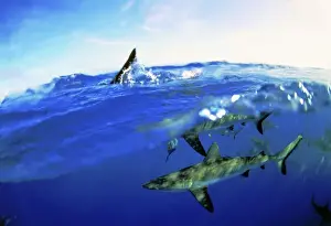 Shark Conservation Images Drucke: Blacktip Sharks - Split-level view, above and underwater. Island Rangiroa, Polynesia