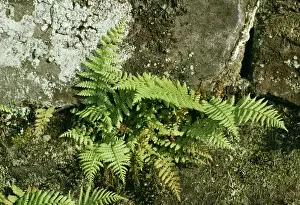 Bob Gibbons Photography Drucke: Bladder Fern