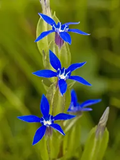 European Alpine Flowers Drucke: Bladder Gentian - in flower