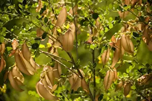 Röhren-Klappiklee (Colutea arborescens), Blüten und Frucht, Südeuropa