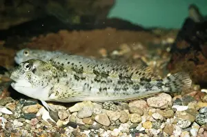 Blenny Fish Drucke: Blenny