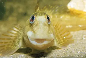 Blenny Fish Drucke: Blenny / Shanny formerly: Blennius pholis