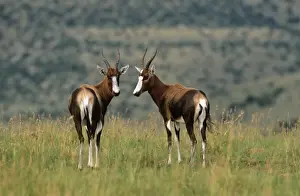M Watson Wildlife Photographer Drucke: Blesbok