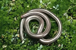 Jean Paul Ferrero Photography Drucke: Blind Snake