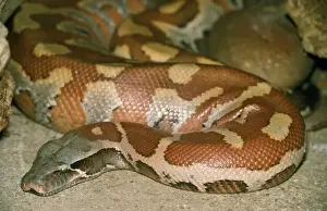 Drucke von PM-8780 Blutpython Maleisien und Indonesien Python curtus von Pat Morris Bitte beachten Sie Blutpython Drucke: Blutpython Maleisien und Indonesien