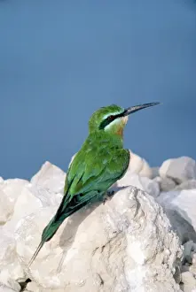 Colourful Tropical Birds Drucke: Blue-cheeked Bee-eater