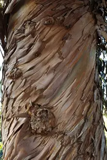 Eucalyptus Bark Drucke: Blue Gum Tree - bark