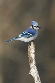 Personal Use Prints Available Drucke: Blue Jay