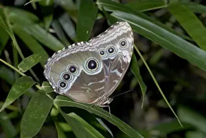 Blauer Mohnschmetterling - ruhend, unterflügelige Mustere zeigen; Blaufarbe der männlichen Flügels durch Diffraktion und Lichtstörung verursacht. Augenflecken erschrecken Beuteltiere. Erwachsene trinken Saft aus rohem Obst