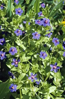 European Wildflower Images Drucke: Blue Pimpernel