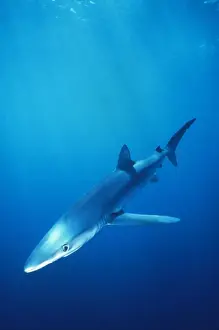 Ron Taylor Wildlife Images Drucke: Blue Shark Atlantic