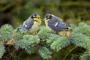 Johan De Meester Photography Drucke: Blue Tit - two chicks in pine tree