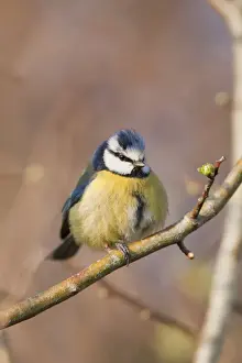 Blue Tit UK Drucke: Blue Tit - Cornwall - UK