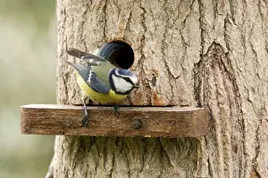UK Garden Birds Drucke: Blue Tit - emerging from nesting hole in tree