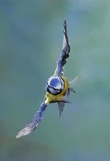 Wildlife Photography Blue Tit Drucke: Blue Tit - in flight