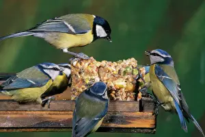 Blauer Kehlchen und Großer Kehlchen (Parus major), am Vogeltisch