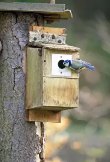 UK Garden Birds Drucke: Blue Tit - inspecting nesting box - UK