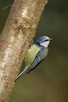 Blue Tit UK Drucke: Blue Tit - on tree - Cornwall - UK