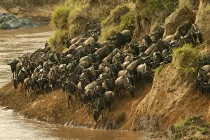 Maasai Mara Wildlife Photos Drucke: Blue Wildebeest / Brindled Gnu On migration Mara River, Maasai Mara, Kenya, Africa