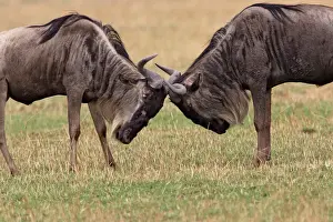 Drucke von Wat 9330 Blauer Wildebeest/Gnus zwei lockende Hörner Masaischer See Naturschutzpark - Kenia - Afrika Connochaetes taurinus M Wildebeest Drucke: Blauer Wildebeest – zwei sich lockende Hörner