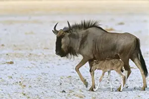 Wild Animal Prints For Sale Drucke: Blue Wildebeeste - with newborn Namibia